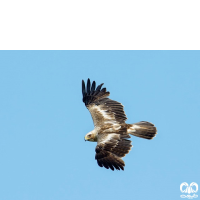 گونه عقاب پر پا Booted Eagle 